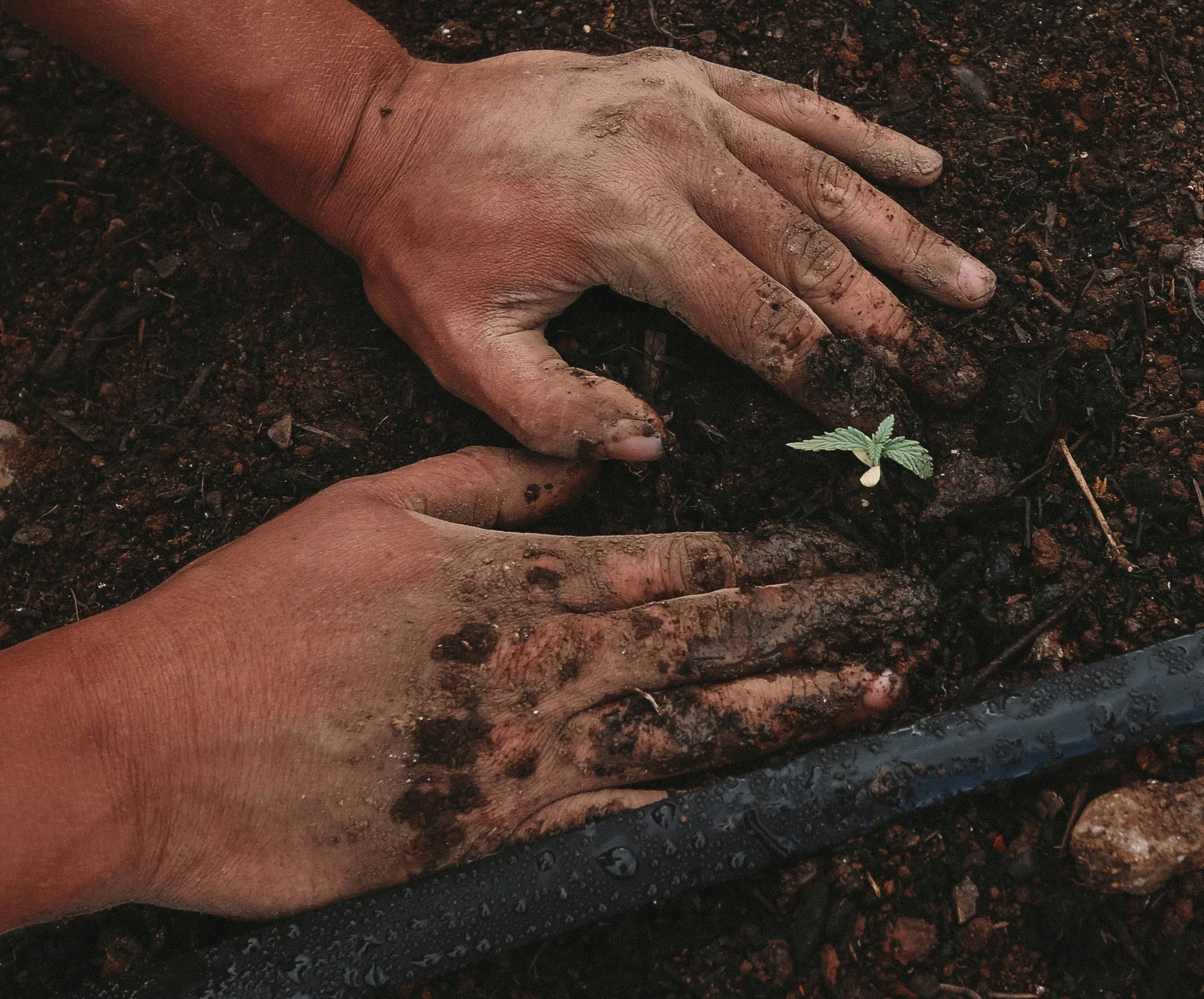 greenforce staffing byzn c rswq unsplash