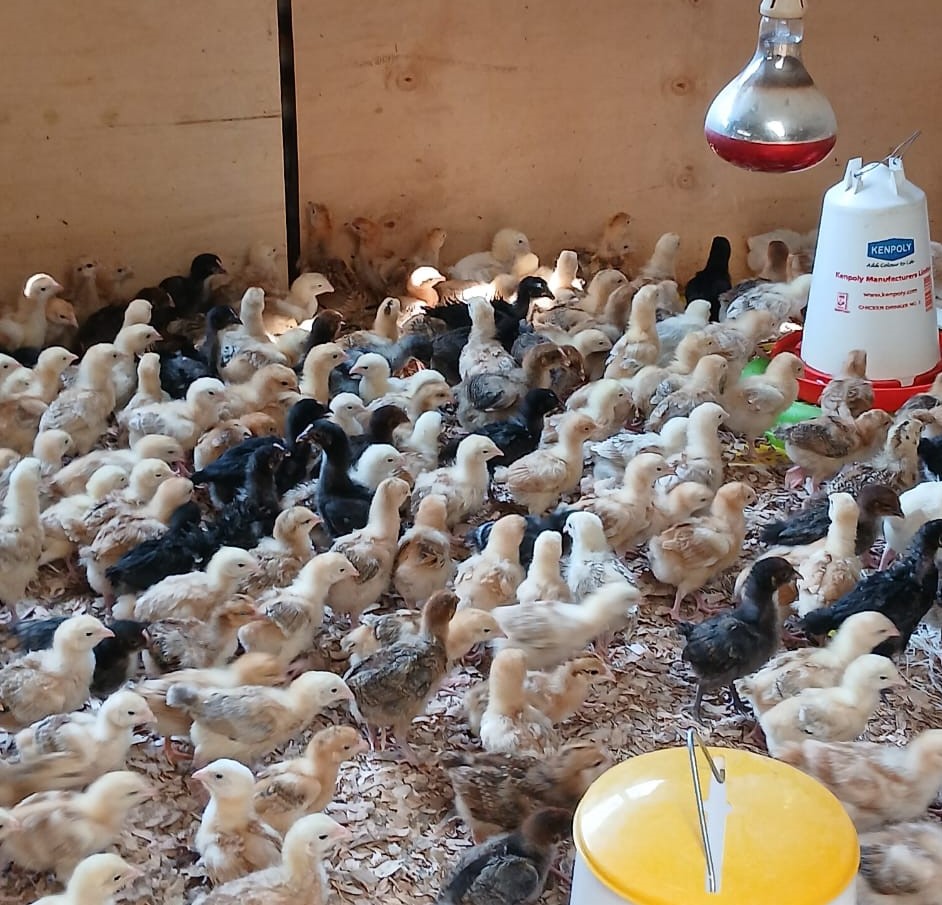poultry 1