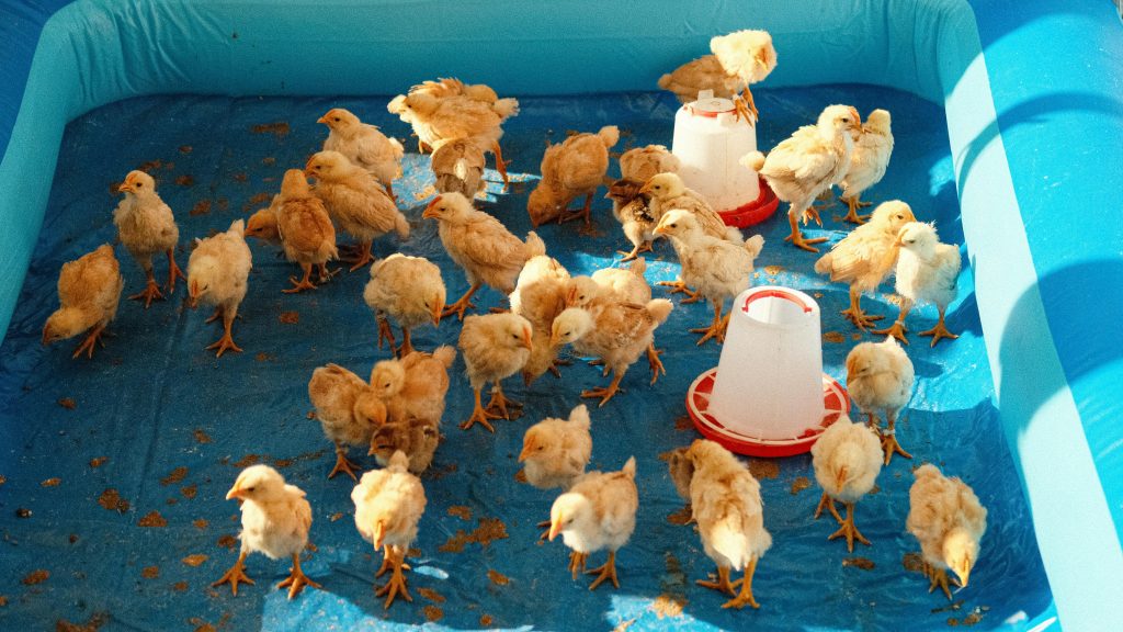 A flock of young chicks on a blue tarp with feeding containers inside.