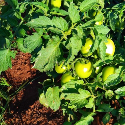 whatsapp image 2026 02 04 at 10.13.53 am