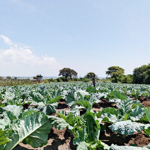 whatsapp image 2026 02 04 at 10.41.52 am